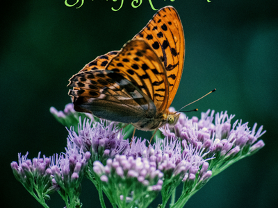 Spring Renewal for Body, Mind and Spirit