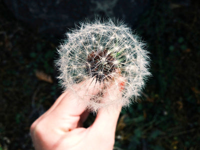 10 Green Intentions for 2018