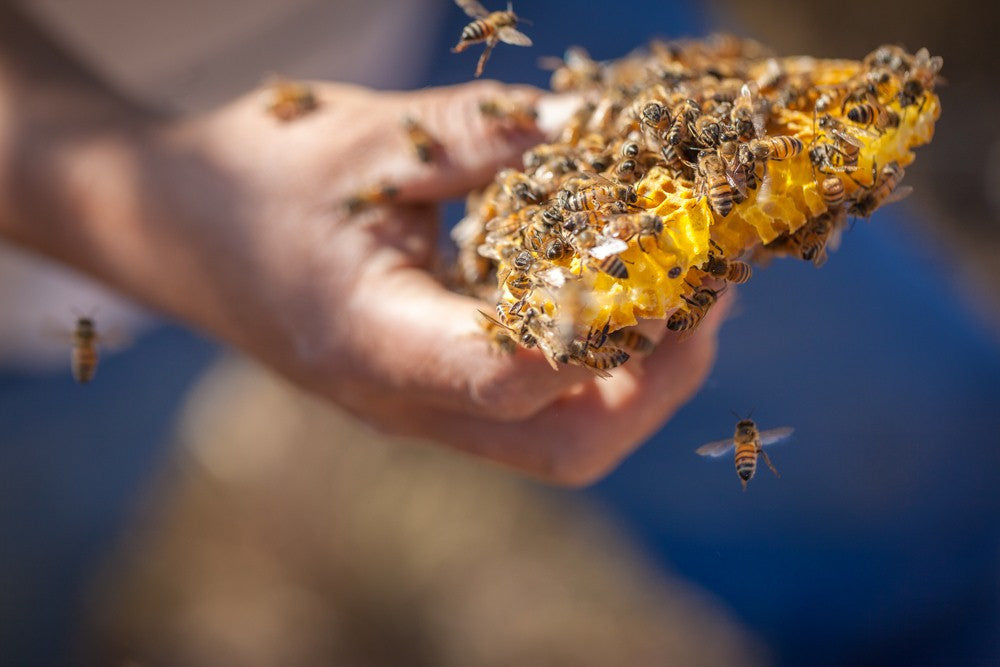 Some Good News About the Bee Crisis